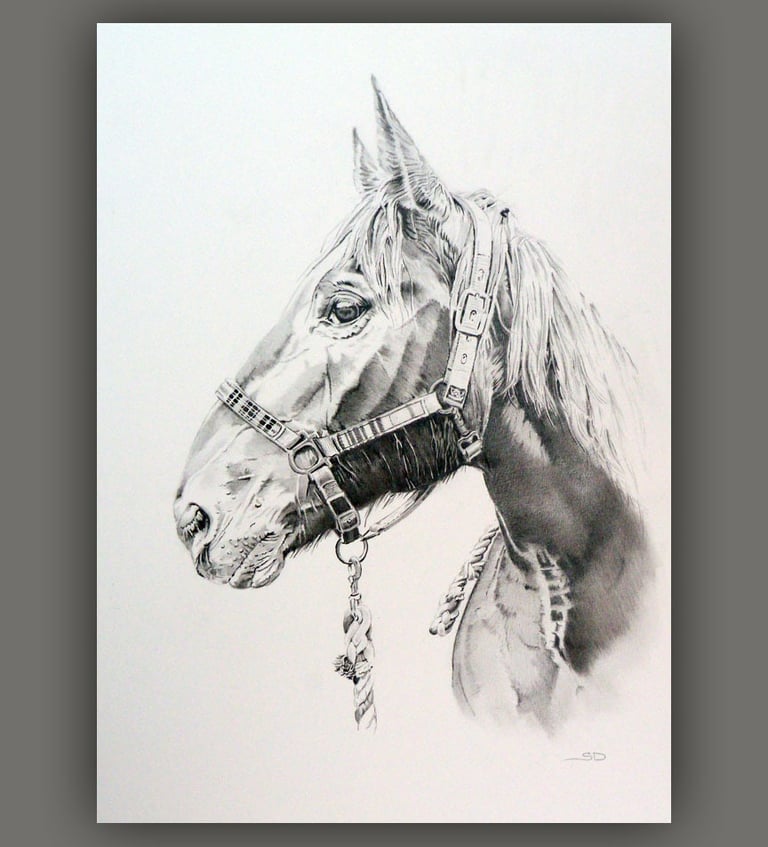 Commissioned horse portrait hand drawn in pencil