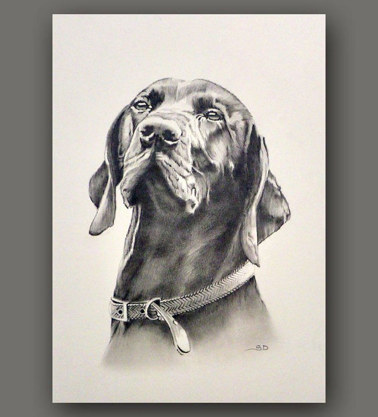 Commissioned dog portrait, hand drawn in pencils