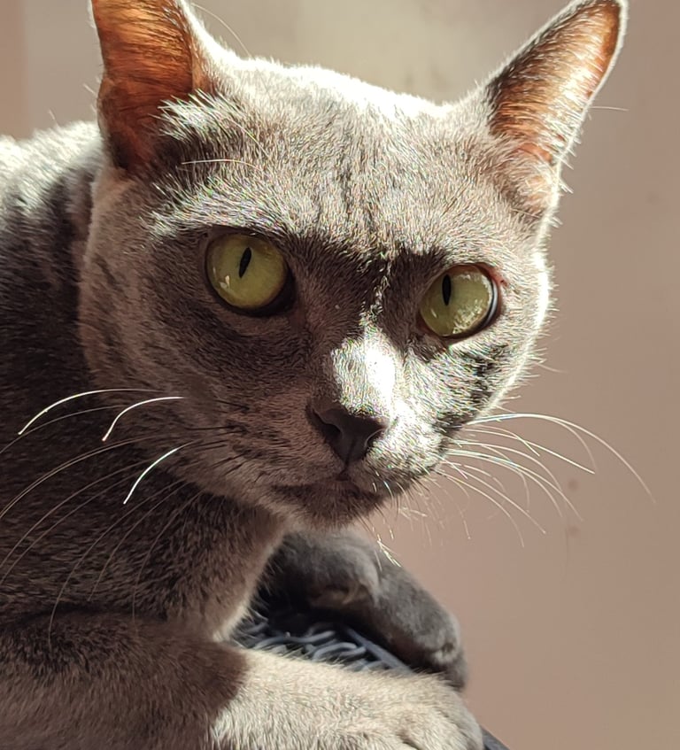 Gata korat con sus ojos verdes
