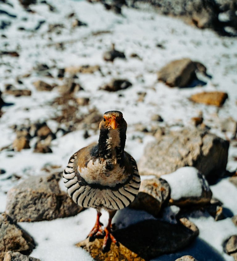 everest base camp, Himalayas, EBC, trekking in Nepal, everest base camp trek