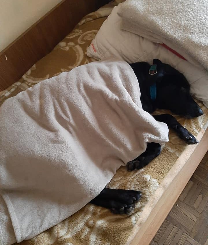 Hotel za pse, Zagrebački duhek