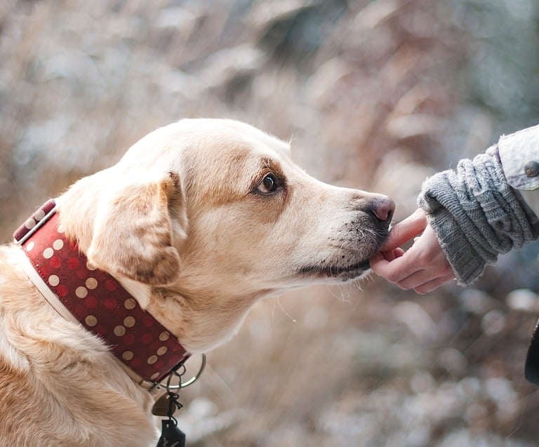 Hotel za pse, Zagrebački duhek