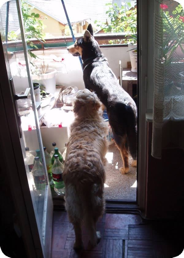 Hotel za pse, Zagrebački duhek