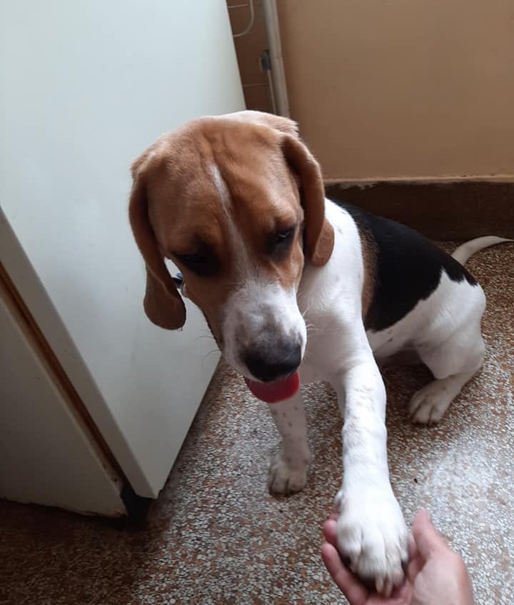 Vrtić za pse, Zagrebački duhek