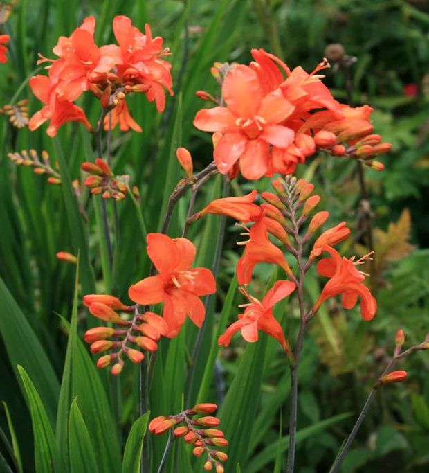 Montbretė koralinės spalvos