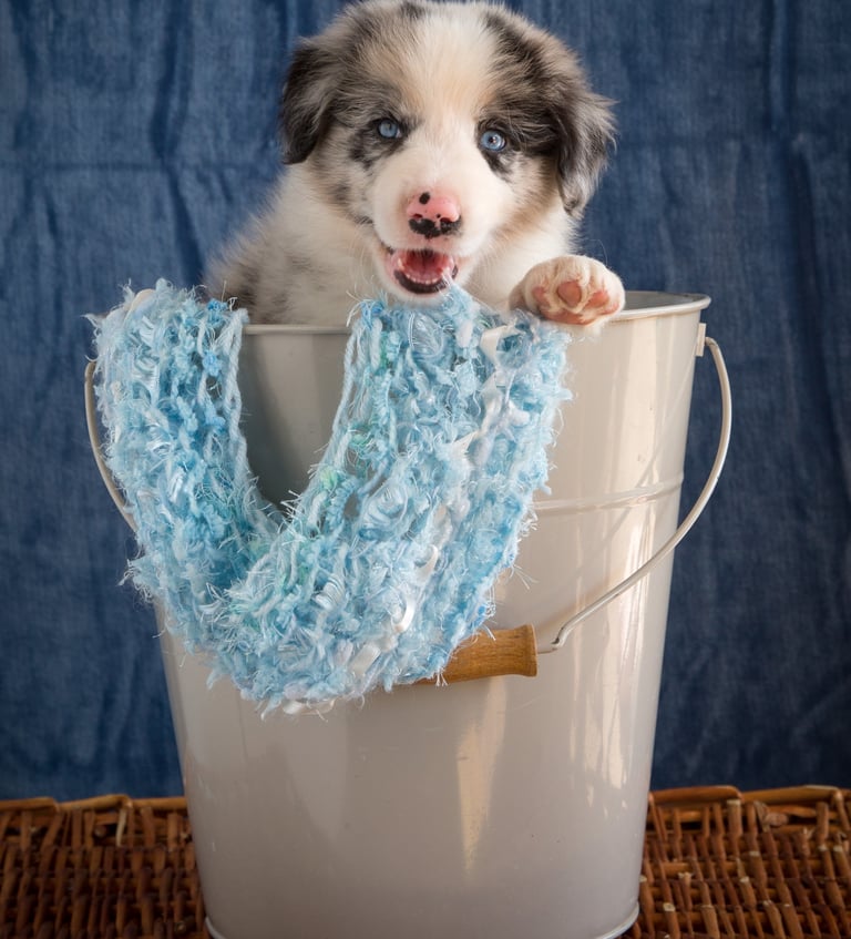 blue merle border collie puppies 
