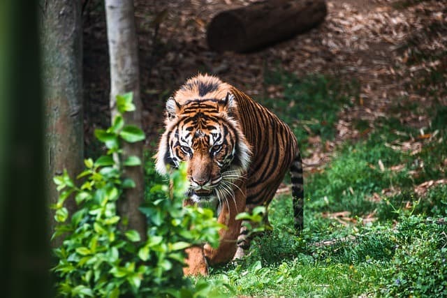 Bengal tiger symbol of Bangladesh rising economy