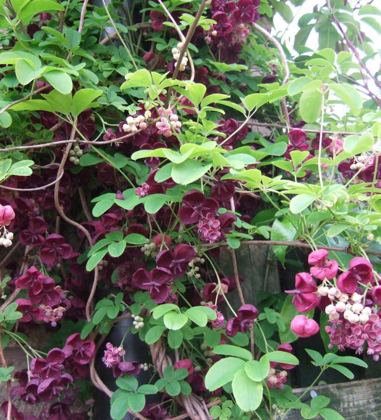 plante grimpante originale - Akebia kinata