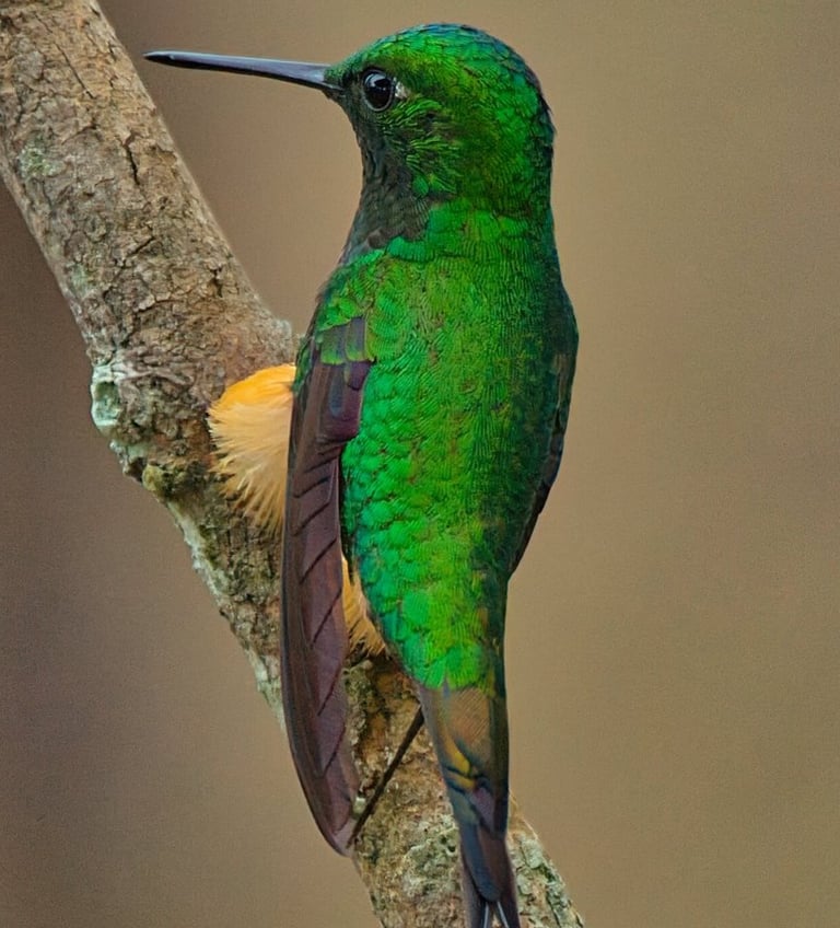 Birding Expedition Vilcabamba Cloud Forests 6 D/5 N