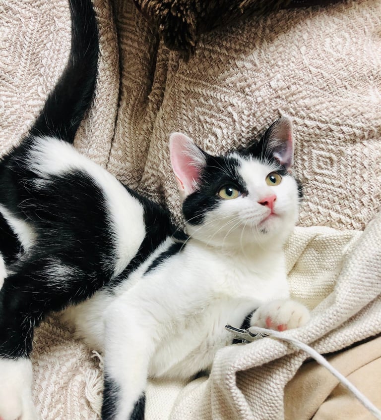 chat couché sur une couverture