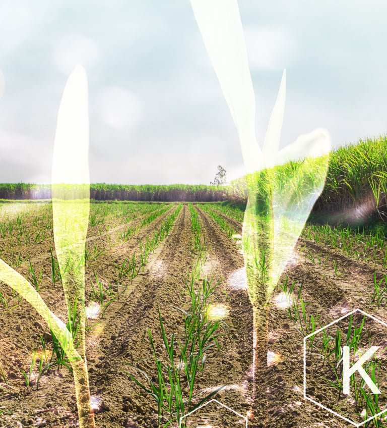 Irrigated field with chemical symbols and a clean water stream, visualizing water purification.