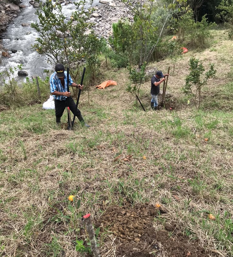 siembra de arboles nativos