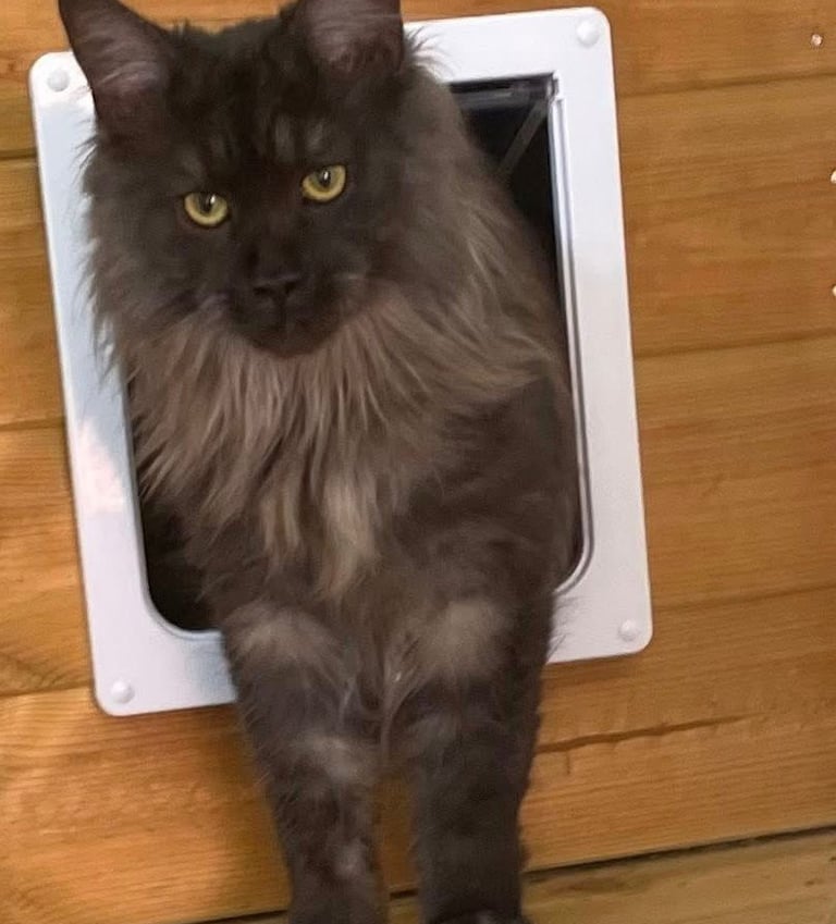 a cat is standing in front of a cat flap in luxury cattery