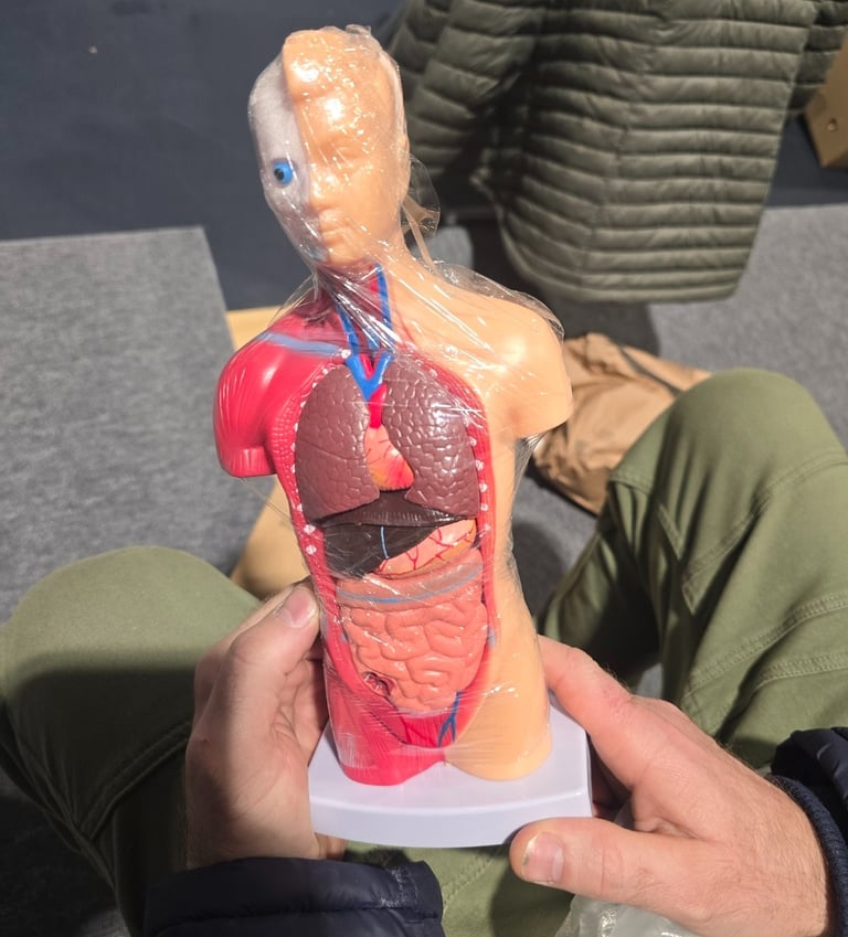 anatomijos figūrėlė