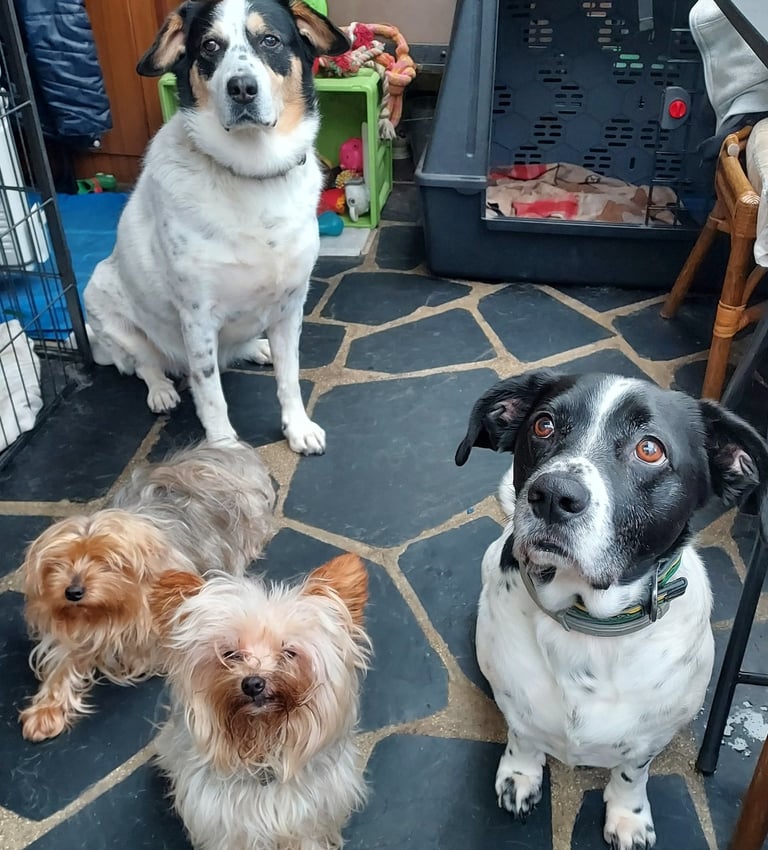 three dogs sitting on a rug in a room