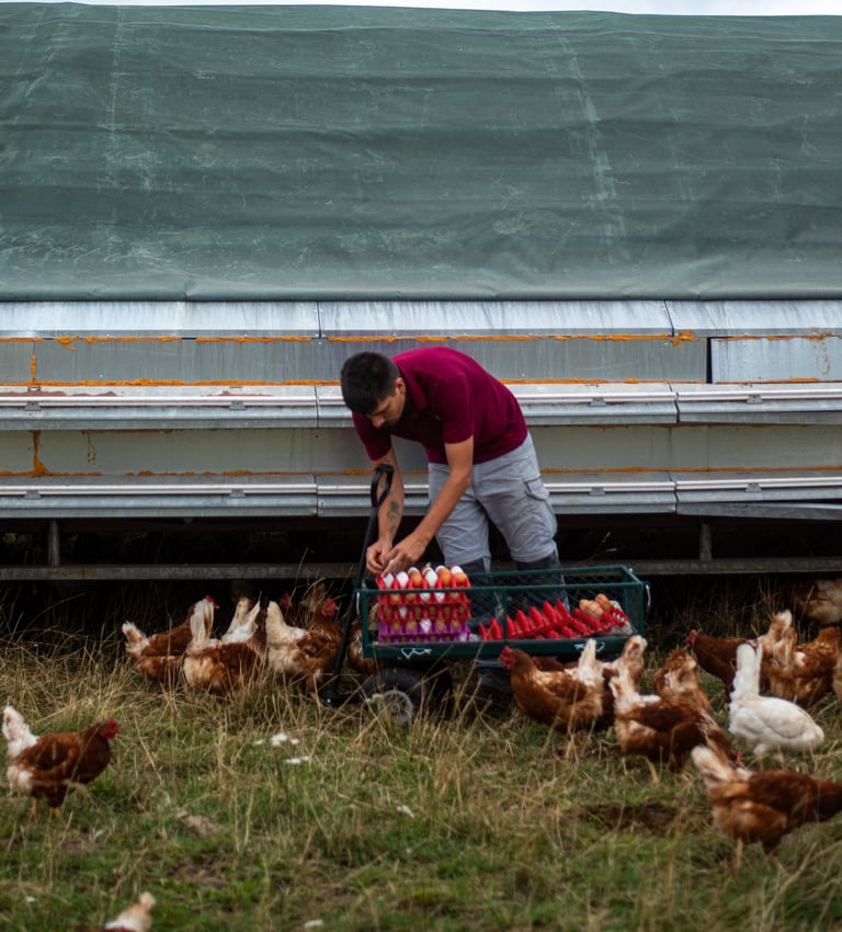 Hand picked organic eggs from organic chickens, free range