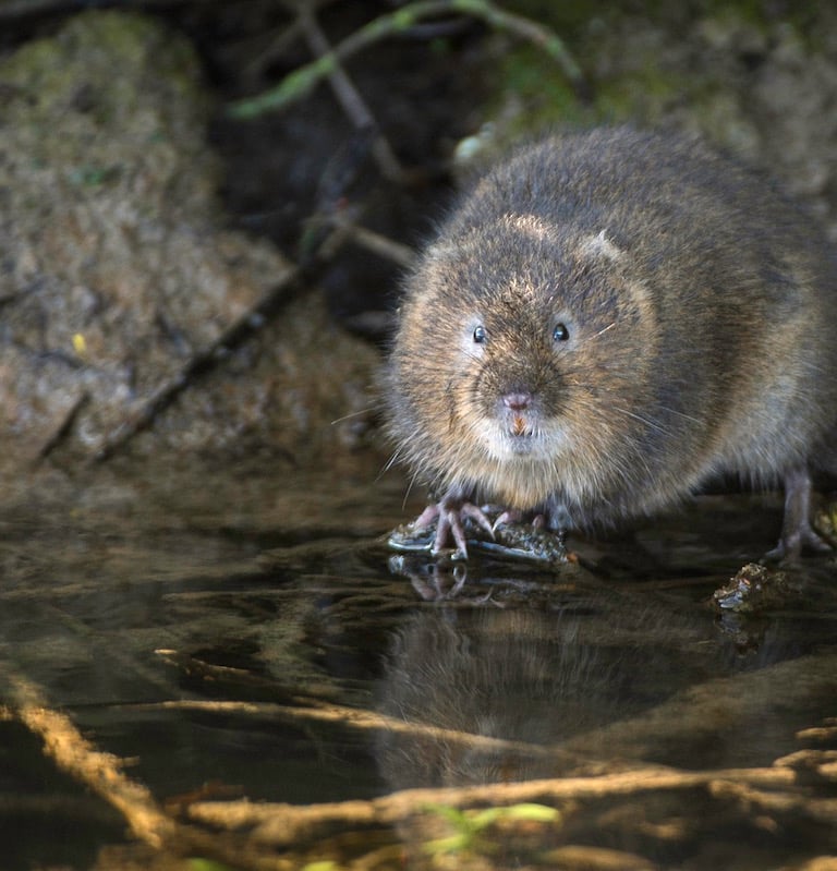 Water vole