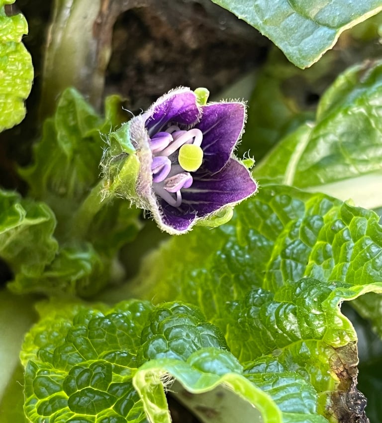 MANDRAGORA TURCOMANICA PURPLE FLOWERS
