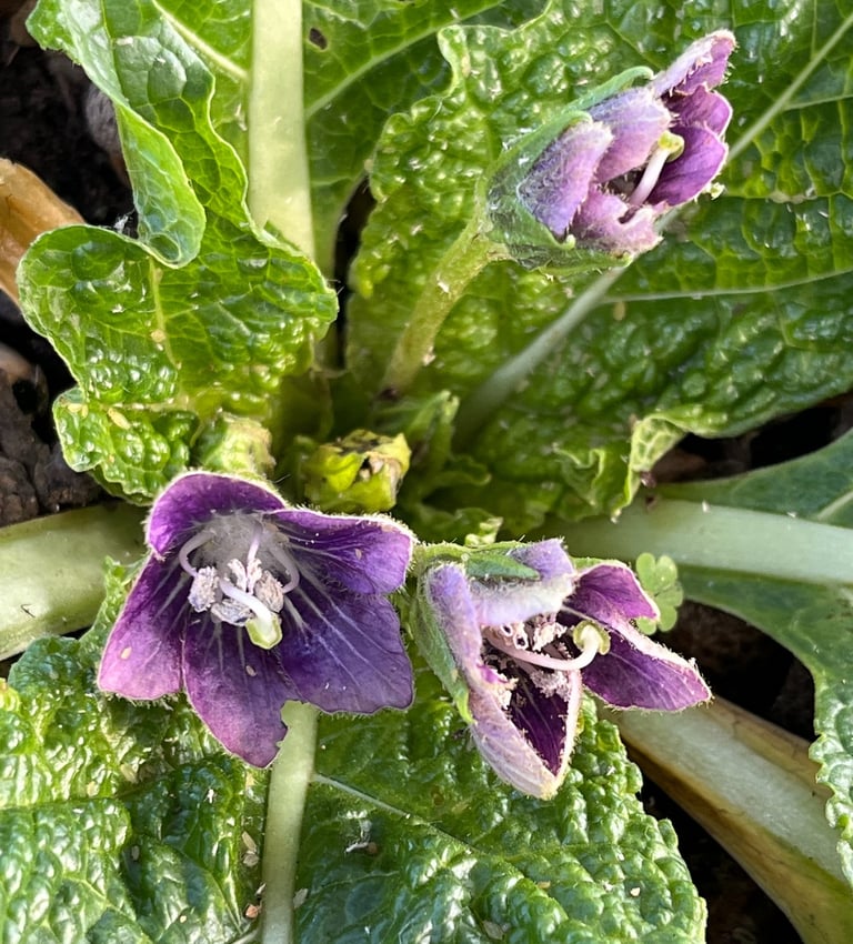 Mandragora turcomanica purple flowers 
