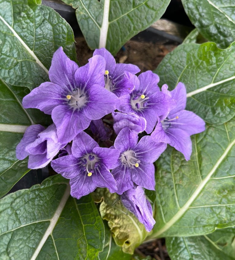 Mandrake flowers - Mandragora autumnalis