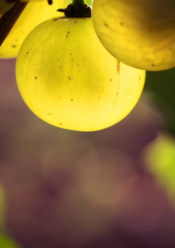 baie de raisin chardonnay à maturité