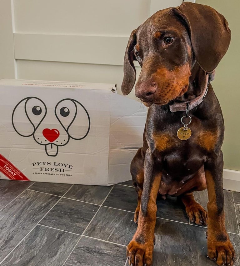 Doberman Puppies for Sale