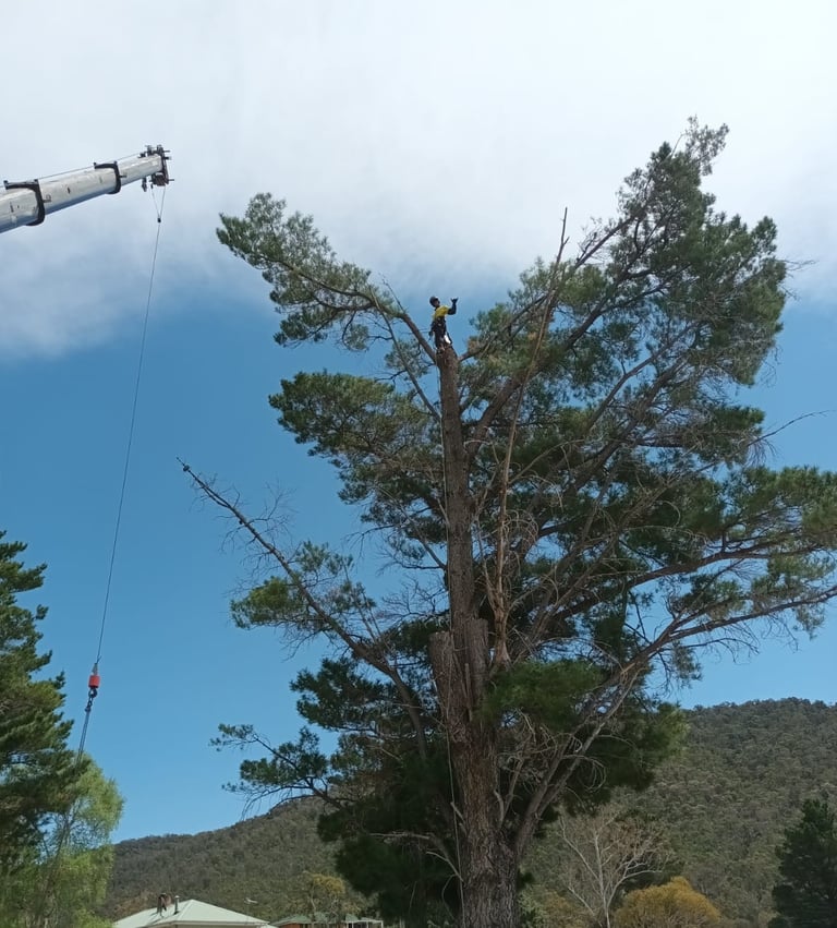Pine tree being removed with a crane and an arborist is standing on top of the tree. 