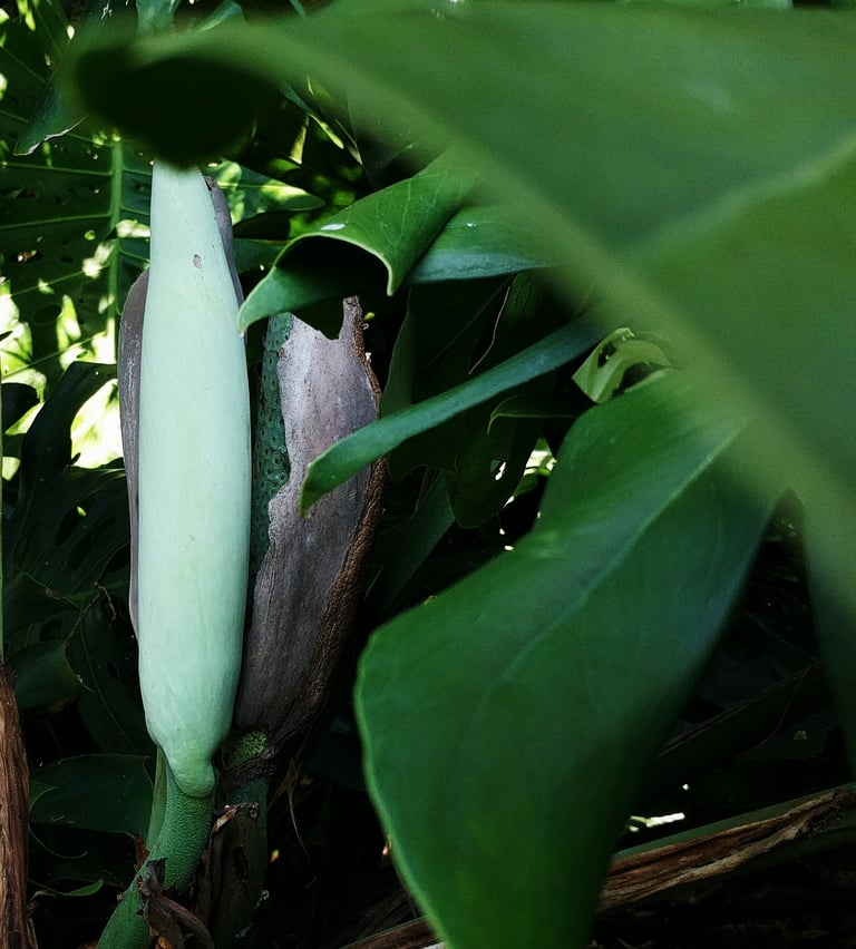 Unfurled Monstera deliciosa flower