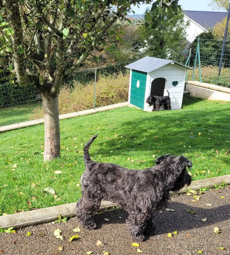 Femelles Schnauzer nain noir