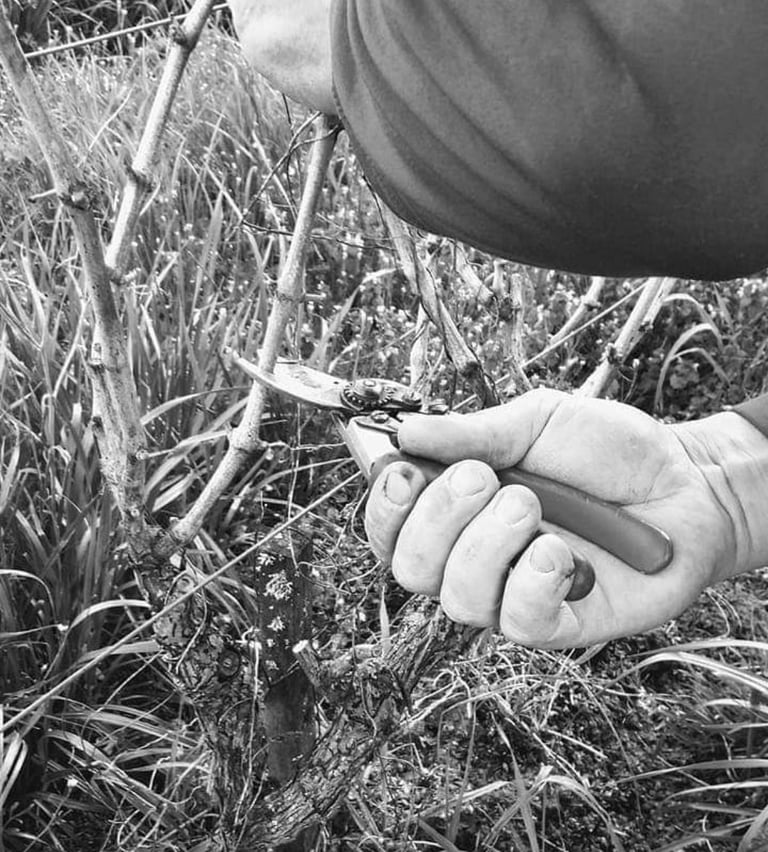 Closerie de Chanteloup, domaine viticole à Amboise : respect de l''environnement, taille de la vigne