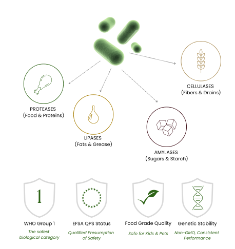 Bacillus strains and enzymes probiotic cleaning: proteases, amylases, lipases, cellulases