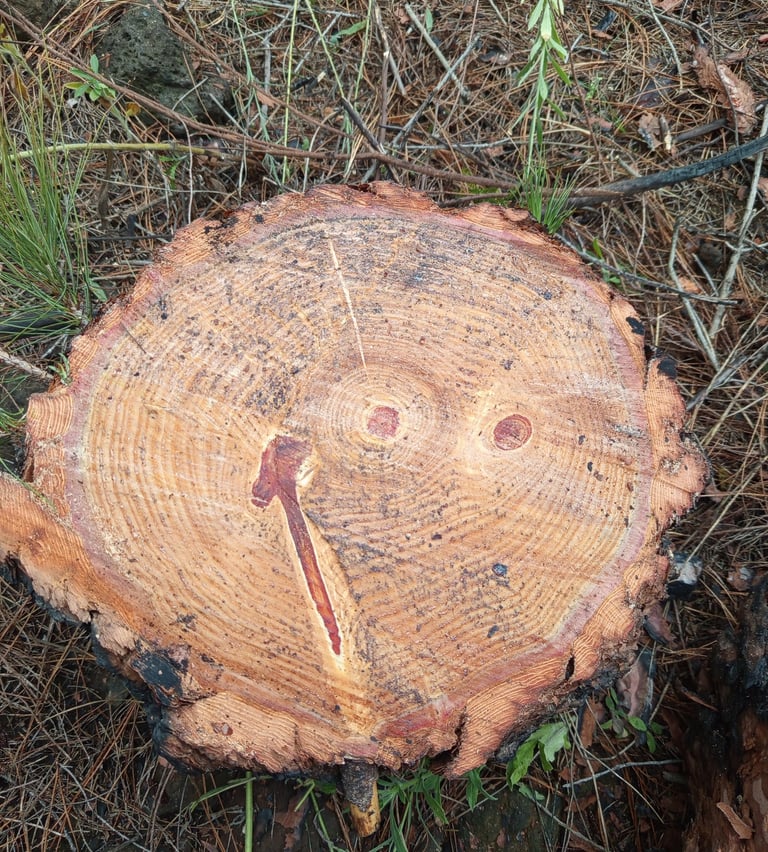 a tree stump stump with a smiley face on it