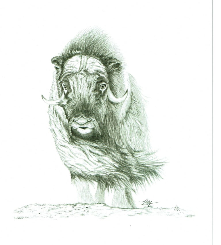 muskox 6''X9''