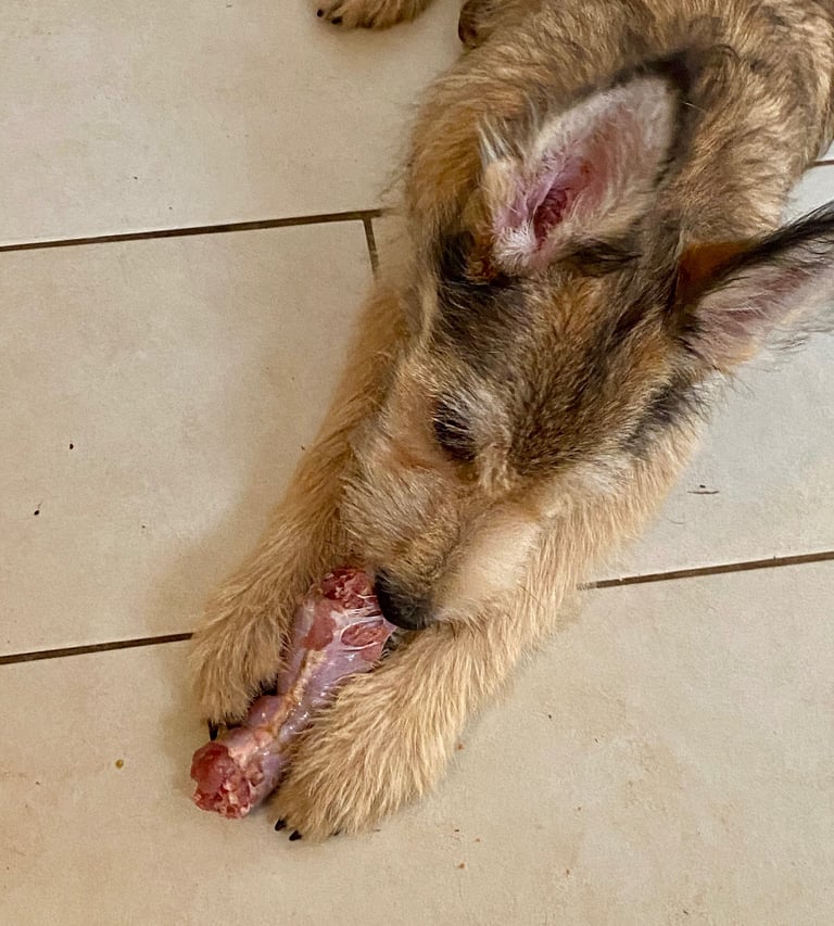 chien qui mange un os avec de la viande