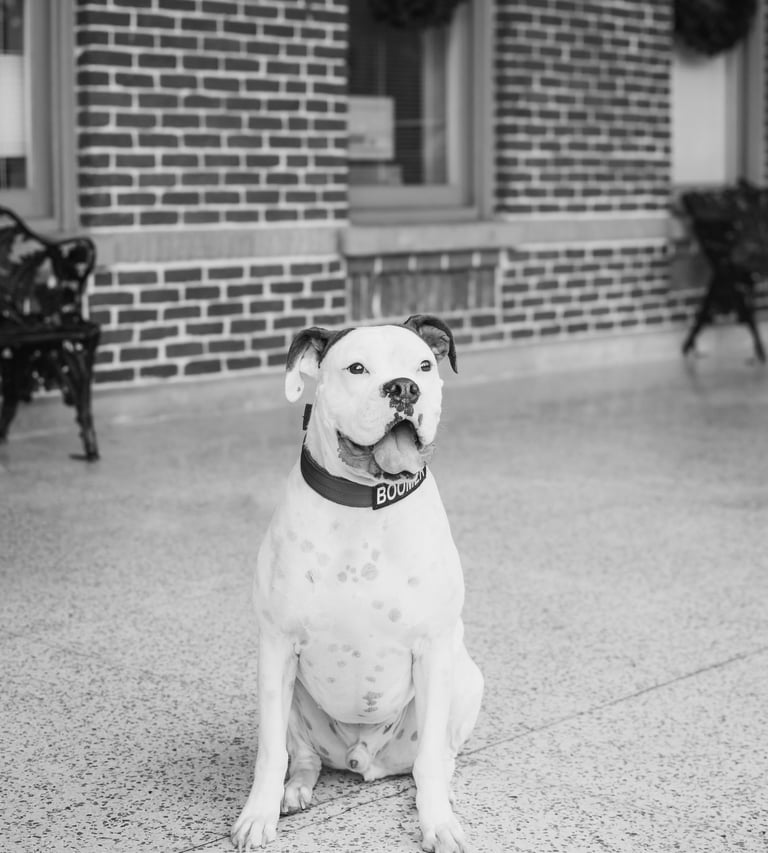 Boomer a dog sitting on the sidewalk in front of a brick building