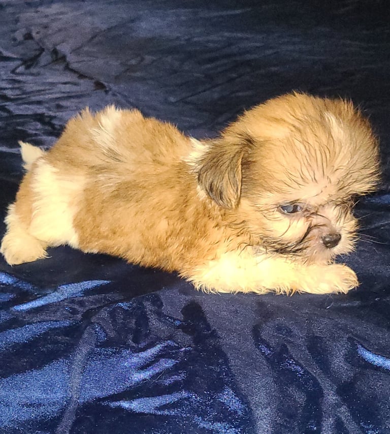 Designer Hypoallergenic Teacup Mal-Shi Puppy In Houston