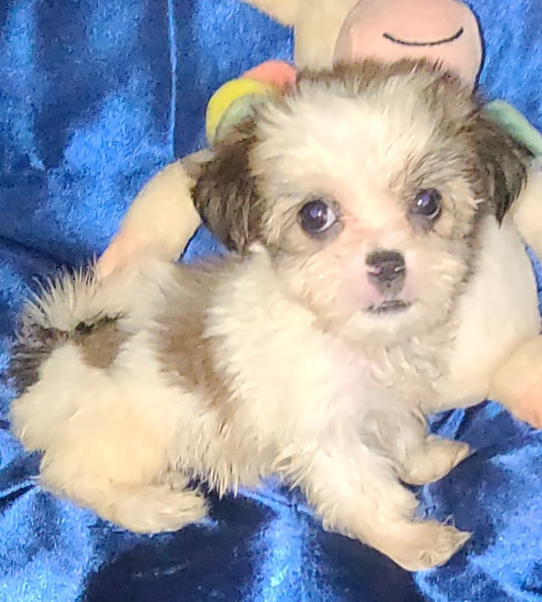 Designer Teacup Mal-Shi Puppy In Houston