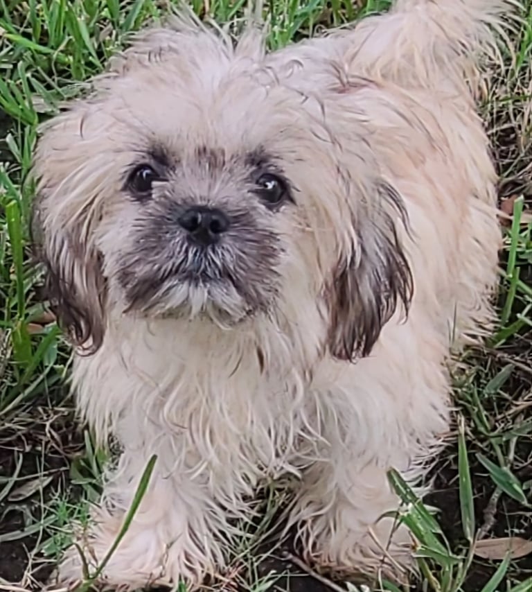 Teacup MalShi Male Puppy In Houston