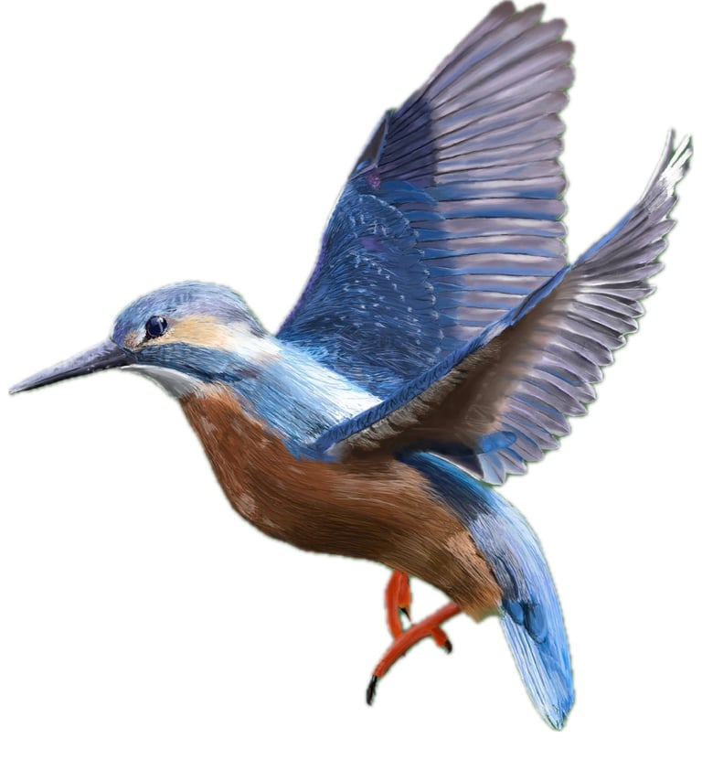 Common Kingfisher