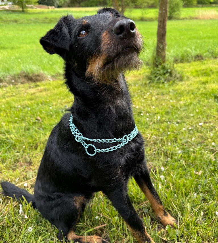 Hund mit Schwarzem Fell und Zugstophalsband in Türkis, Kettenhalsband bunt, Pulverbeschichtet