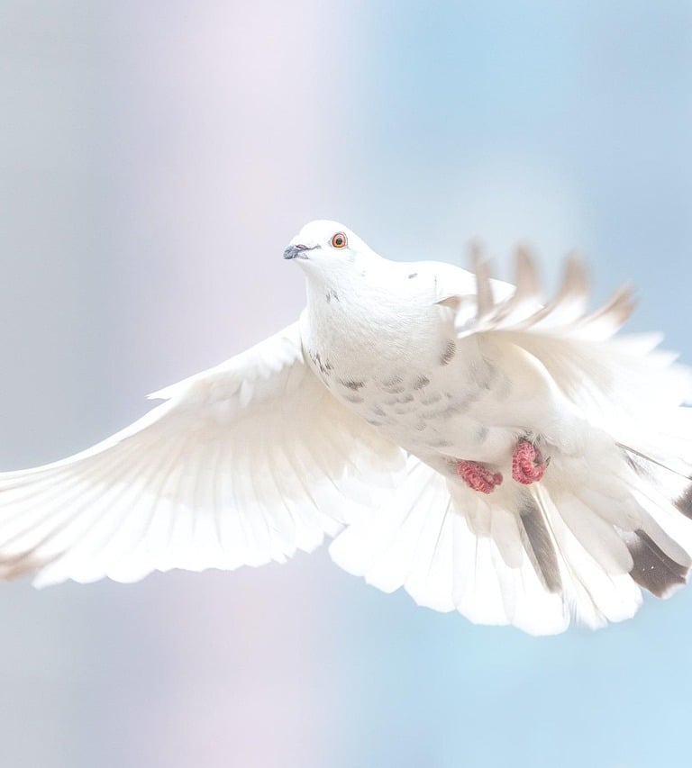 wikifaith-encyclopedia-wikipedia-wikileaks-holy-spirit