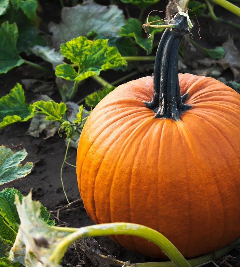 wikifaith-encyclopedia-wikipedia-wikileaks-halloween