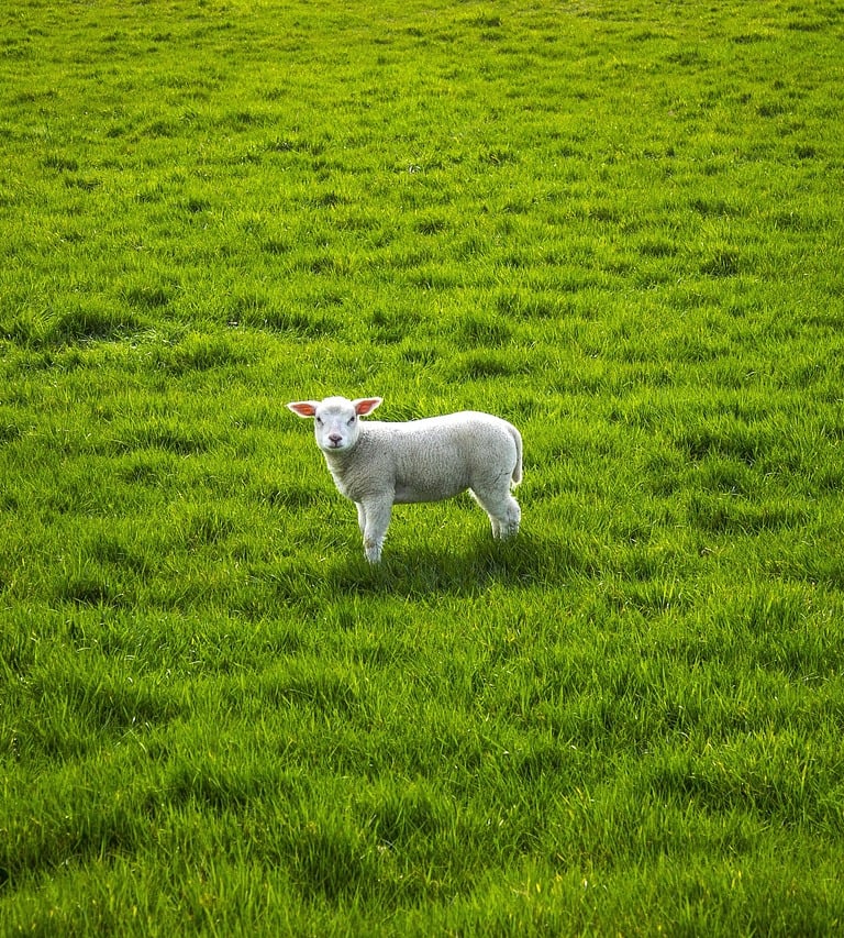 wikifaith-encyclopedia-wikipedia-wikileaks-jesus-son-of-god