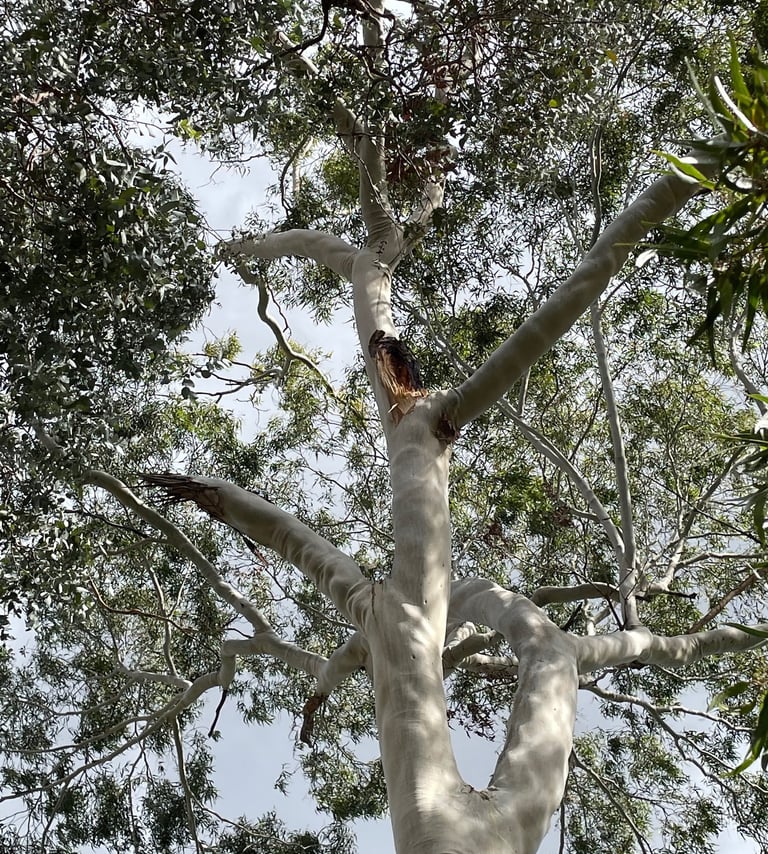 Columbia citriodora commonly known as lemon-scented gum with a history of failures in the canopy