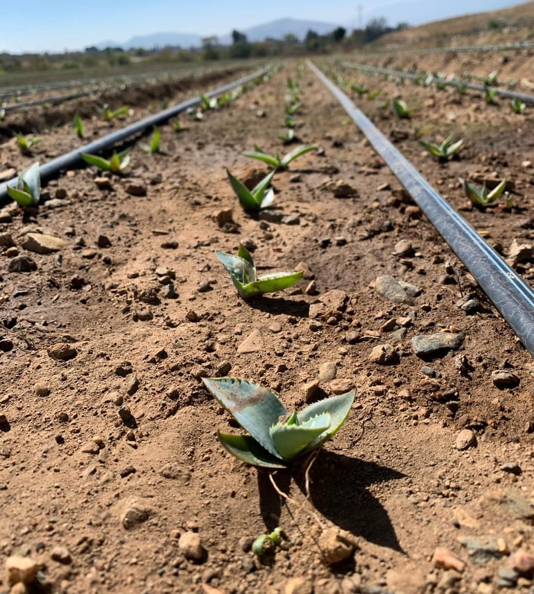 a row of plants growing in a field