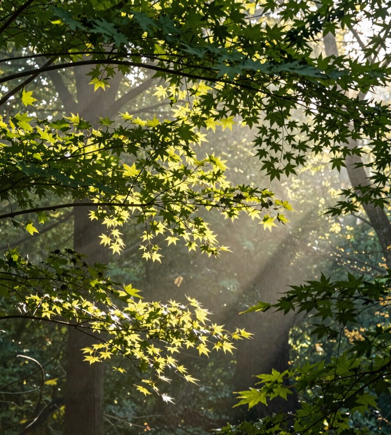A professional landscape photograph of sunlight streaming through a lush canopy of maple leaves in a North American forest. The lighting is soft and golden, highlighting shades of forest green and pale mist against the wood.