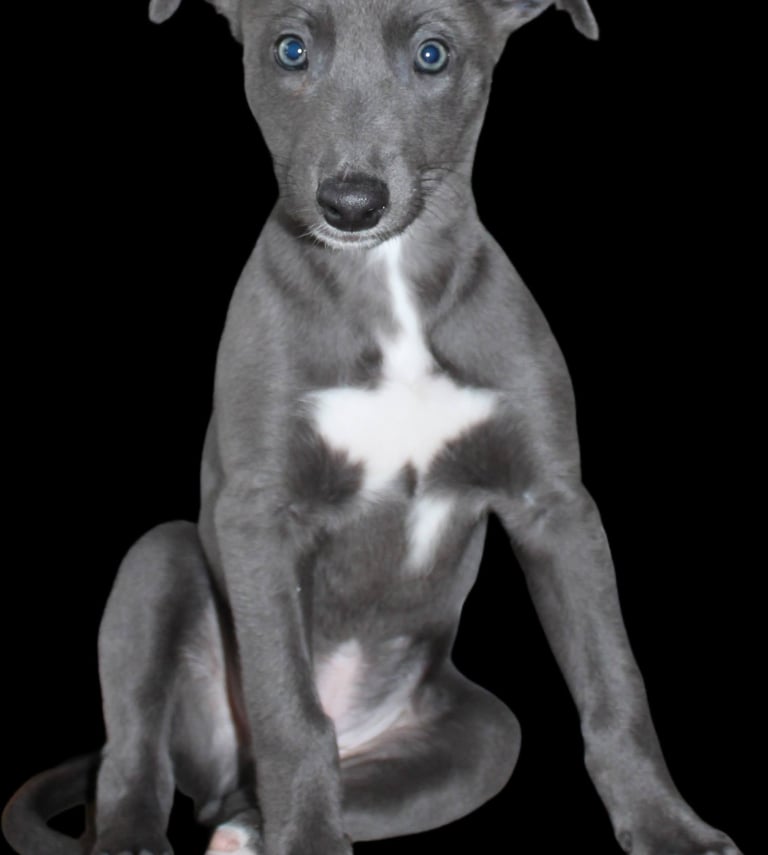 My Wild Sirius "Neo"