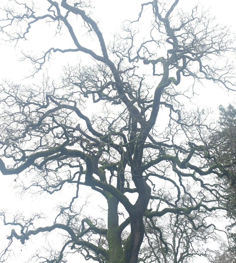 twisty bare branches of an oak tree in fog