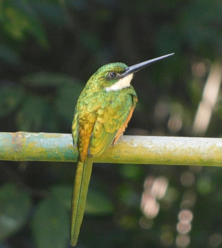 Birds of the Sierra Nevada