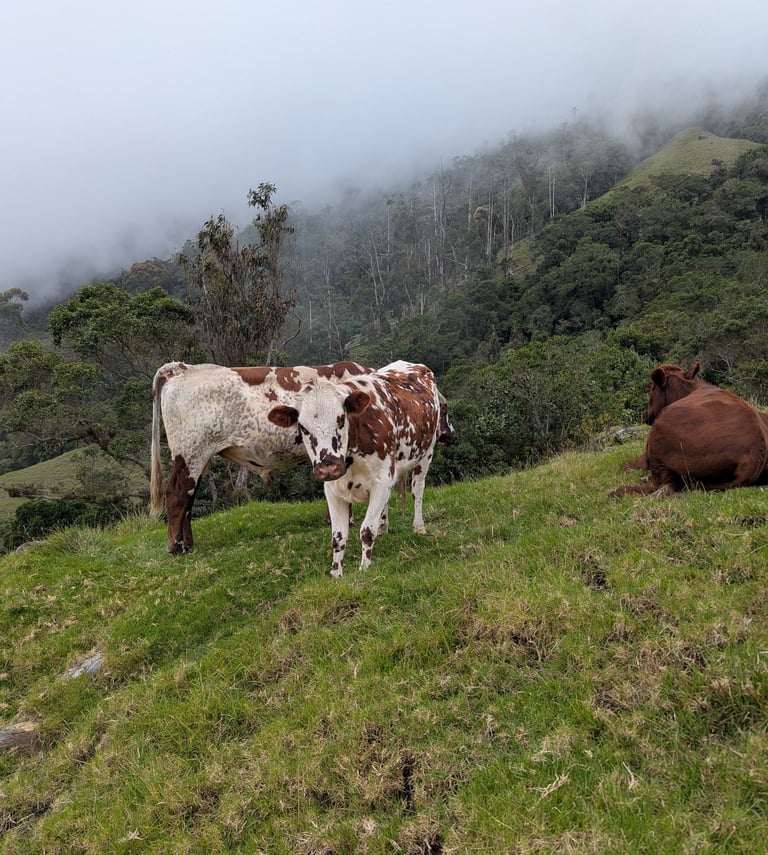 Farmers of the Sierra Nevada and their cows